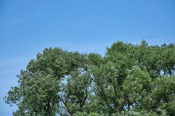green foliage of trees in summer in sunny weather against a blue sky background