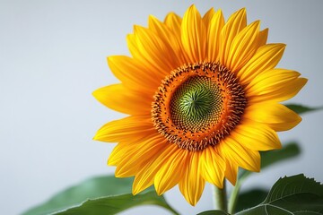 Obraz premium single sunflower in exquisite detail showcasing its vibrant yellow petals against a pure white background emphasizing its natural beauty and simplicity
