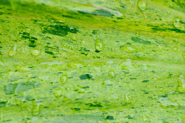 Paraiso Verde or Philodendron paraiso verde or verdant paradise or Philodendron paraiso and rain drop or dew drop or leaf background