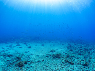 迫力あるタイワンカマス（カマス科）他の群れ。
英名、学名：Yellowtail barracuda (Sphyraena obtusata) 
静岡県伊豆半島賀茂郡南伊豆町中木ヒリゾ浜-2024年8月
