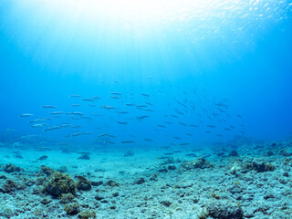 迫力あるタイワンカマス（カマス科）他の群れ。
英名、学名：Yellowtail barracuda (Sphyraena obtusata) 
静岡県伊豆半島賀茂郡南伊豆町中木ヒリゾ浜-2024年8月
