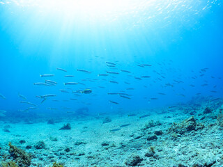 迫力あるタイワンカマス（カマス科）他の群れ。
英名、学名：Yellowtail barracuda (Sphyraena obtusata) 
静岡県伊豆半島賀茂郡南伊豆町中木ヒリゾ浜-2024年8月
