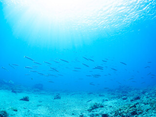 迫力あるタイワンカマス（カマス科）他の群れ。
英名、学名：Yellowtail barracuda (Sphyraena obtusata) 
静岡県伊豆半島賀茂郡南伊豆町中木ヒリゾ浜-2024年8月
