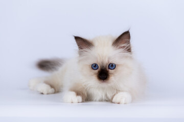 Sacred Birman kitten shocolate point color, birma Cat isolated on a white background, studio photo