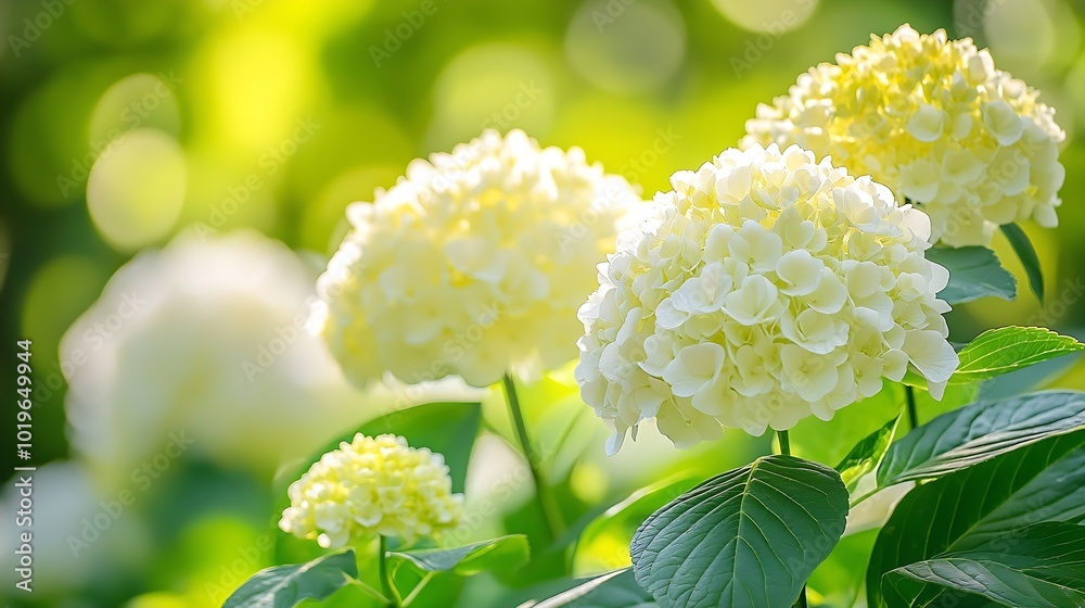 Poster lush white and yellow hydrangea flowers in summer white and yellow flowers with blurred background h
