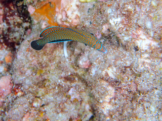 可愛いブチススキベラ（ベラ科）の幼魚他。
英名、学名：Bluespotted wrasse, Anampses caeruleopunctatus
静岡県伊豆半島賀茂郡南伊豆町中木ヒリゾ浜-2024年8月
