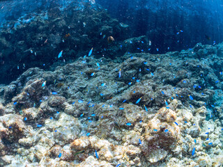 岩場に集まる、美しいソラスズメダイ（スズメダイ科）他の群れ。
英名、学名：Heavenly Damselfish (Pomacentrus coelestis)
静岡県伊豆半島賀茂郡南伊豆町中木ヒリゾ浜-2024年8月
