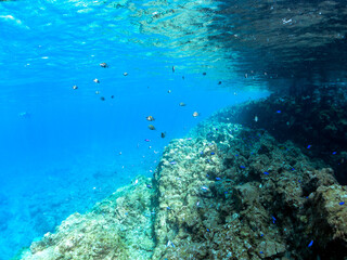岩場に集まる、美しいソラスズメダイ（スズメダイ科）他の群れ。
英名、学名：Heavenly Damselfish (Pomacentrus coelestis)
静岡県伊豆半島賀茂郡南伊豆町中木ヒリゾ浜-2024年8月
