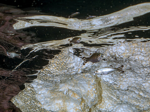 水面にいるギンユゴイ（ユゴイ科）の幼魚他。
英名、学名：Barred flagtail, Kuhlia mugil
静岡県伊豆半島賀茂郡南伊豆町中木ヒリゾ浜-2024年8月
