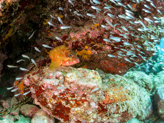 美しいネンブツダイ、クロホシイシモチ（ハタンポ科）他の幼魚の大群とそれを食糧としつつも守る大きなアカハタ（ハタ科）。
英名、学名：Blacktip Grouper, Epinephelus fasciatus
Apogon Semilineatus, Half-Lined Cardinal
Spotnape cardinalfish, Ostorhinchus notatus
中木ヒリゾ浜2024