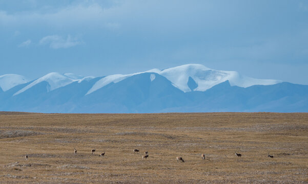 The Plateau Elves:from the Qinghai-Tibet Plateau