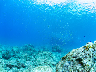 美しいネンブツダイ、クロホシイシモチ（ハタンポ科）他の幼魚の大群。
英名、学名：Apogon Semilineatus, Half-Lined Cardinal
Spotnape cardinalfish, Ostorhinchus notatus

静岡県伊豆半島賀茂郡南伊豆町中木ヒリゾ浜-2024年8月
