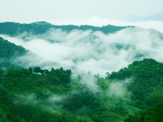 The mist flows through the mountain forest, Sun shining into tropical forest, Mist drifts through...
