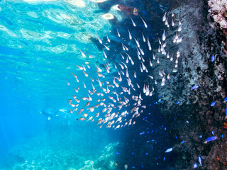 水中洞窟にいる、美しいミナミハタンポ（ハタンポ科）、クロホシイシモチ（テンジクダイ科）他の幼魚の群れ。
英名、学名：Black-Stripe Sweeper (Pempheris schwenkii), Spotnape cardinalfish (Ostorhinchus notatus),

静岡県伊豆半島賀茂郡南伊豆町中木ヒリゾ浜-2024年8月
