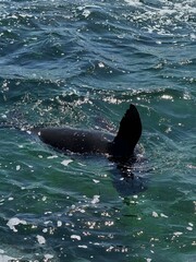 Fototapeta premium seal in the water