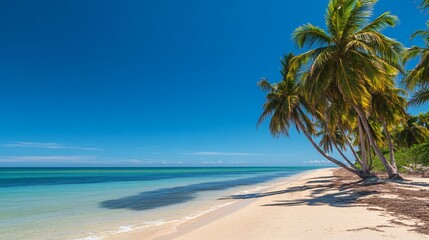 Obraz premium Palm trees on a white sandy beach with turquoise ocean water and a clear blue sky.