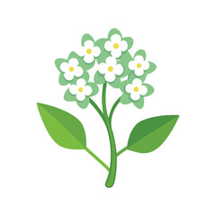 Sweet Alyssum Flower flower isolated flat vector illustration on white background.