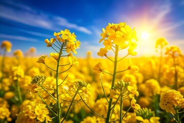Obraz premium Close-Up of Vibrant Canola Flowers in a Golden Field – Nature's Beauty Captured