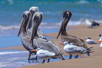 Pelicanos