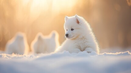 Fototapeta premium A cute white puppy lies in the snow, with other puppies blurred in the background.
