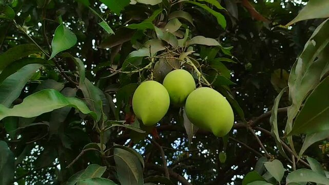 raw mangoes on the tree