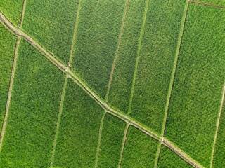 Aerial view of lush green paddy field. Rice field in Indonesia. 
