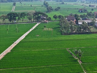 Aerial view of lush green paddy field. Rice field in Indonesia. 