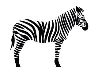 zebra in black, white stripes