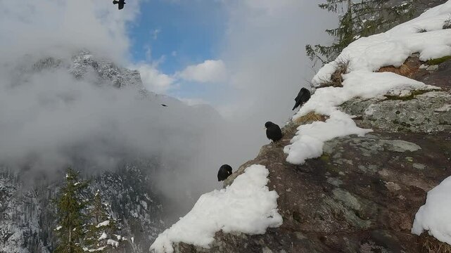 Gracchio alpino Pyrrhocorax graculus, Alpine chough