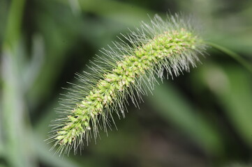 An ear of steppe grass