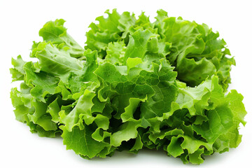 Fresh green lettuce on white background
