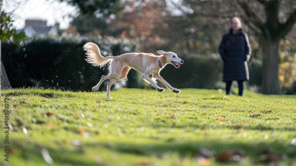 Wall mural A dog joyfully runs across a grassy area with a person in the background.