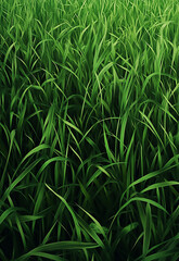 Obraz premium Fresh green grass as background, top view bright yellow ash leaves against lying of green gas, go green, green grass lawn, autumn lawn close-up lit by the sun, grass background close-up, autumn yellow