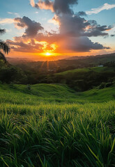 Obraz premium Beautiful panoramic natural landscape, Green field and blue sky with clouds Landscape, green field blue sky with clouds