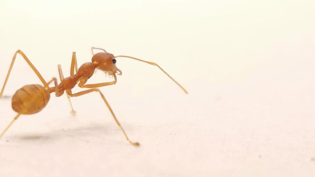 Red ants Isolated On White