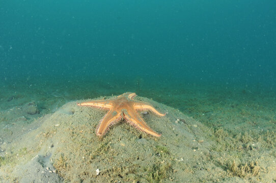 Comb sea star Astropecten polyacanthus on top of mud mound with holes revealing inhabitants. Location: Mahurangi Harbour New Zealand