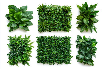 Obraz premium Collection of green garden walls created from vibrant tropical plants set against a white background perfect for enhancing indoor spaces and promoting eco-friendly design isolated on white background