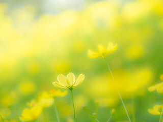 秋の公園や花壇を彩るコスモス（キバナコスモス）のある風景。背景。自然風景素材。