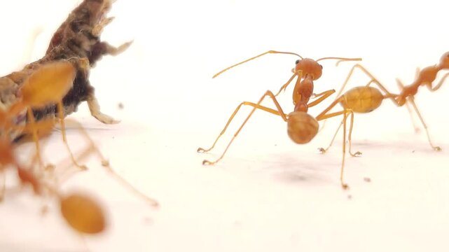 Red ants Isolated On White