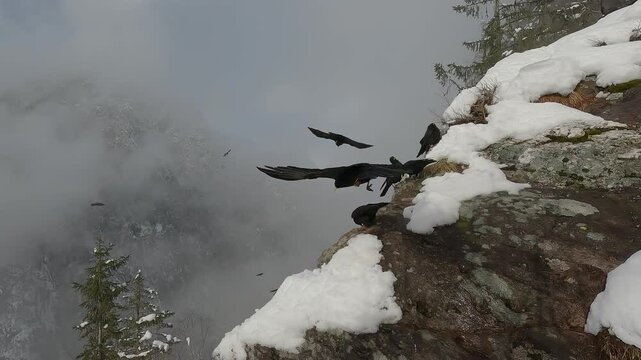 Gracchio alpino Pyrrhocorax graculus, Alpine chough