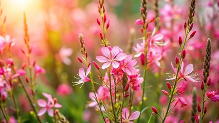 Asymmetrical Gaura lindheimeri Flamingo Pink plants with flowers in sunlight