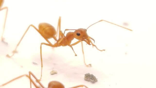 Red ants Isolated On White