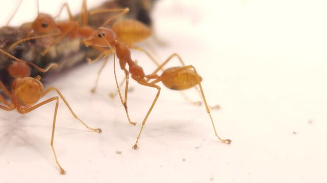 Red ants Isolated On White