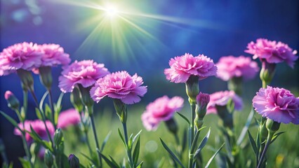 Fototapeta premium Field of pink carnations glowing in sunlight, flowers, pink, carnations, field, sunlight, vibrant, colorful, nature, garden