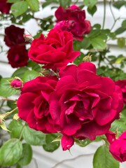 Beautiful Pink Flower