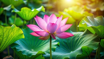 Obraz premium Pink lotus flower in full bloom amidst lush green leaves, pink, lotus, flower, bloom, petal, nature, plant, aquatic, pond