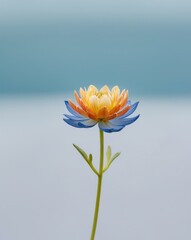 Obraz premium A blue flower with orange and yellow petals on a blue background and a green stem in its center.