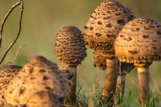 Pilze im Wald auf einer Wiese als Makro Foto und es ist Herbst.