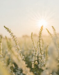 Fototapeta premium A field of flowers with the sun shining on them.