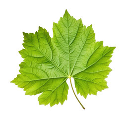 Grape leaf isolated on transparent background
